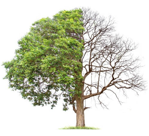 Saniya Max Herbicida Selectivo Seca Arboles Leñosos 12 Lts